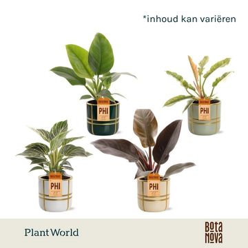 Philodendron MIX