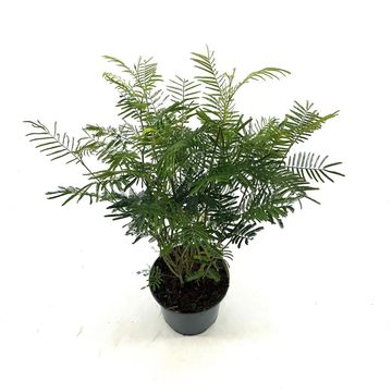 Acacia dealbata