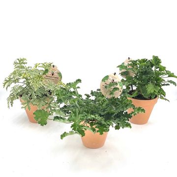 Pelargonium graveolens MIX