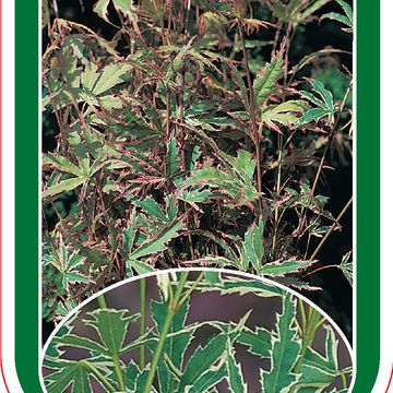 Acer palmatum 'Butterfly'