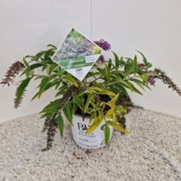 Buddleja PURPLE CHIP