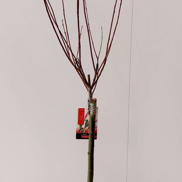 Salix integra 'Flamingo'