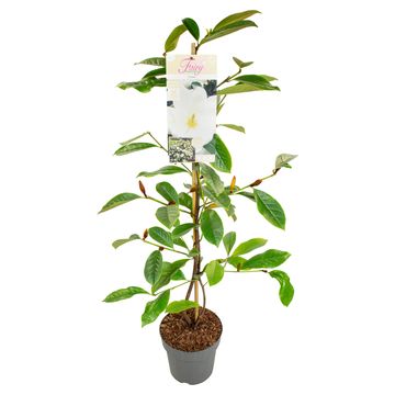 Magnolia FAIRY MAGNOLIA CREAM