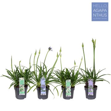 Agapanthus MIX