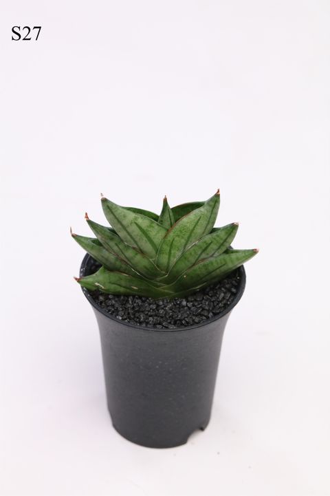 Sansevieria 'Inti Mini No.1'