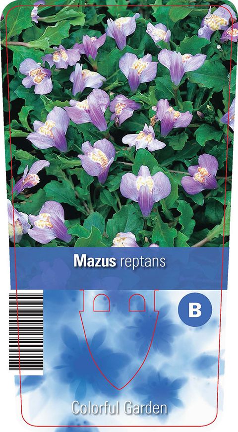 Mazus reptans