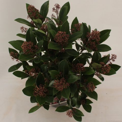 Skimmia japonica 'Rubella'