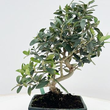 Olea europaea