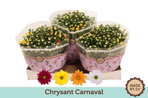 Chrysanthemum MIX IN POT