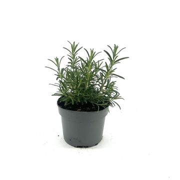 Rosmarinus officinalis