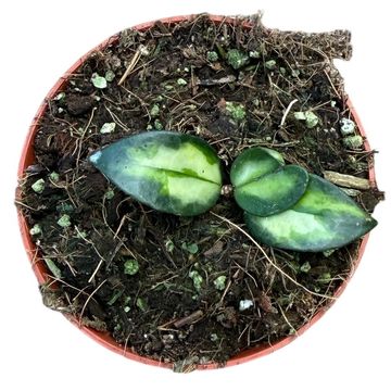 Hoya lacunosa 'Tricolor Bruno'