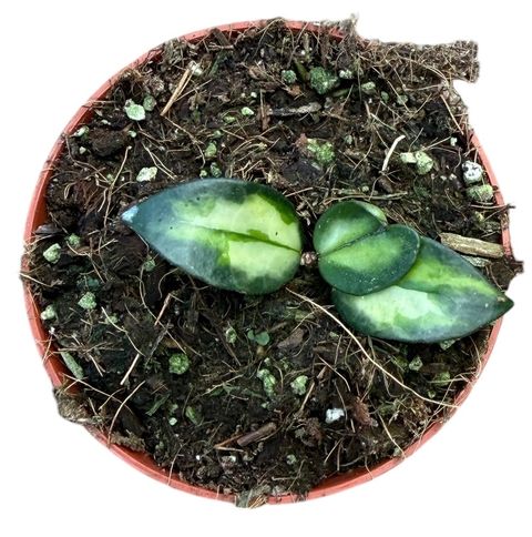 Hoya lacunosa 'Tricolor Bruno'