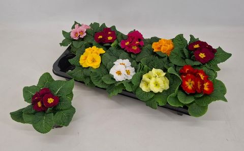 Primula PARADISO MIX