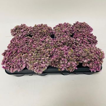 Callisia 'Rosato Pink Lady'