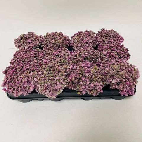 Callisia 'Rosato Pink Lady'