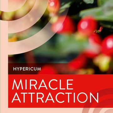 Hypericum MIRACLE ATTRACTION
