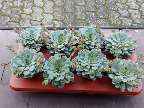Echeveria 'Dondo'