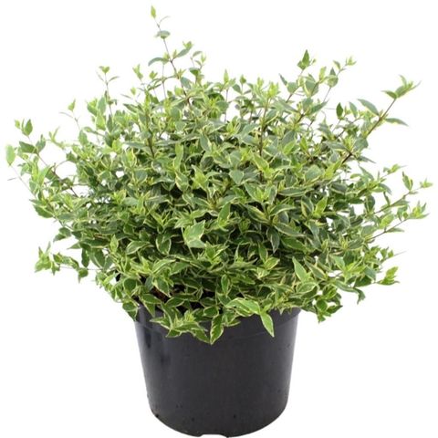 Abelia x grandiflora JELLY BEANS