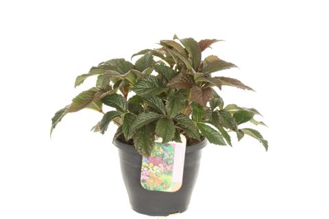 Rodgersia 'Bronze Peacock'