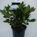 Rhododendron 'Cunningham's White' (C)