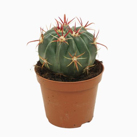 Ferocactus latispinus