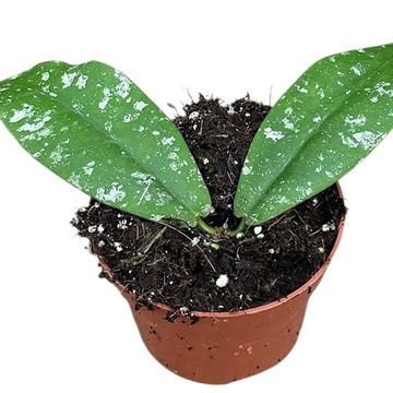 Hoya mitrata 'Splash'