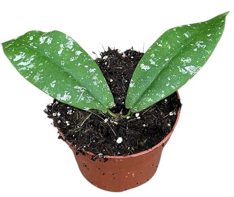 Hoya mitrata 'Splash'