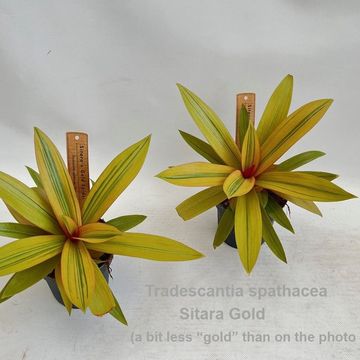 Tradescantia spathacea SITARA GOLD