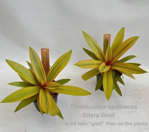 Tradescantia spathacea SITARA GOLD
