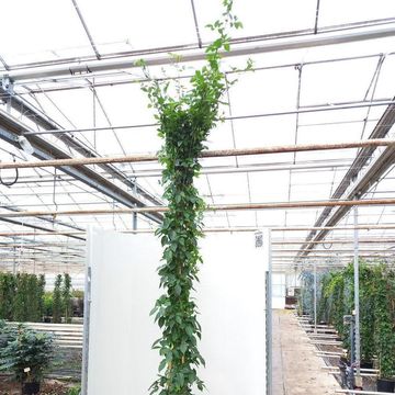 Rosa 'Climbing Snow Princess'