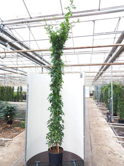 Rosa 'Climbing Snow Princess'