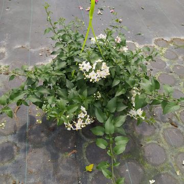 Solanum jasminoides 'Album'