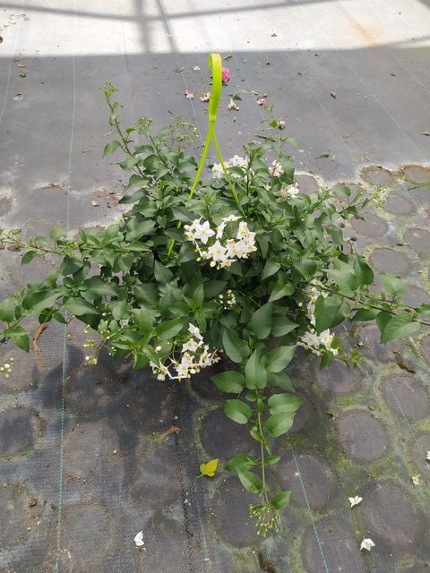 Solanum jasminoides 'Album'