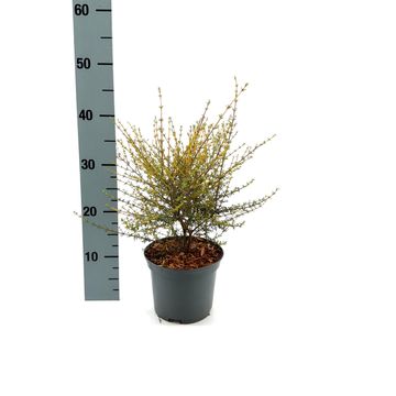 Olearia solandri 'Aurea'