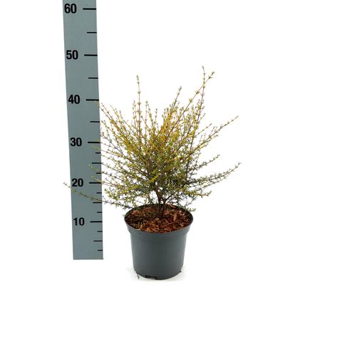 Olearia solandri 'Aurea'