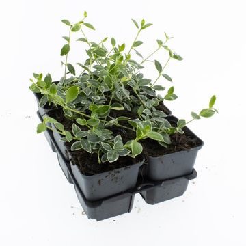 Vinca minor 'Ralph Shugert'