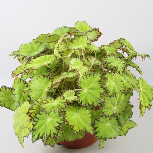 Begonia BELEAF LIMA LOVE