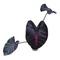 Colocasia 'Hybrid Moccachino'