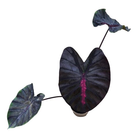 Colocasia 'Hybrid Moccachino'
