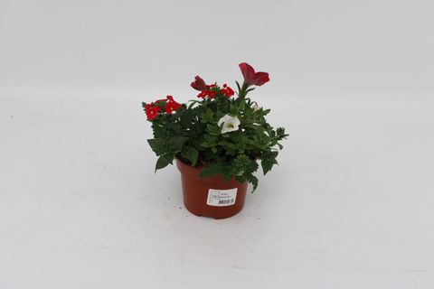 Perkplanten MIX IN POT