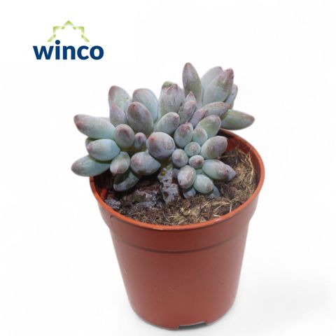 Pachyphytum machucae