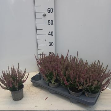 Calluna vulgaris BEAUTY LADIES SCARLET