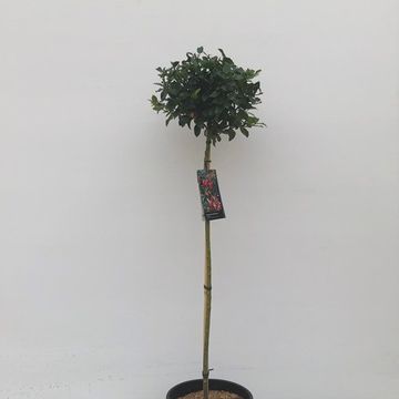 Ilex x meserveae 'Blue Princess'