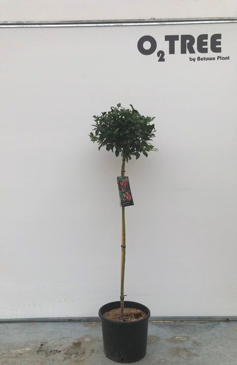 Ilex x meserveae 'Blue Princess'