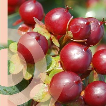 Hypericum MIRACLE MARVEL