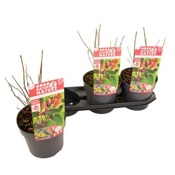 Amelanchier lamarckii