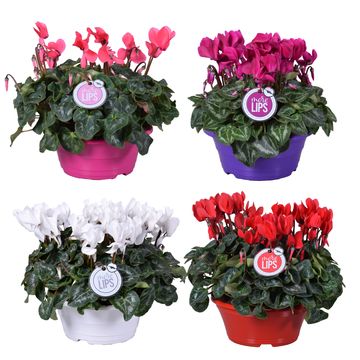 Cyclamen persicum SUPER SERIE S ALLURE MIX