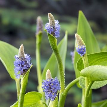 Pontederia lanceolata