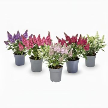 Buddleja davidii LITTLE ROCKSTARS MIX