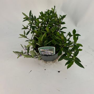 Parahebe catarractae BLUE AVALANCHE